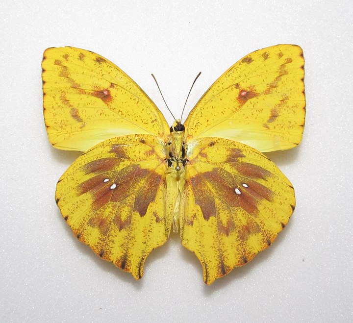 Phoebis rurina aberrant